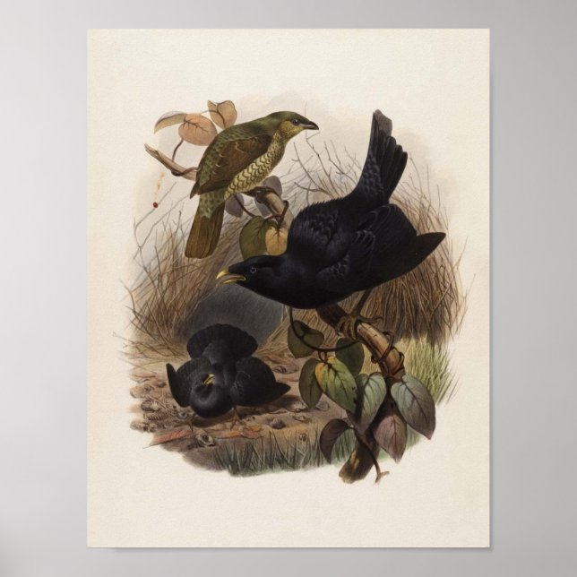 Elliot - Ptilorhynchus violaceus -Satin Bower-bird Poster (Front)