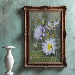 Ellis Rowan Blue White Water Lily Vintage Flowers Poster