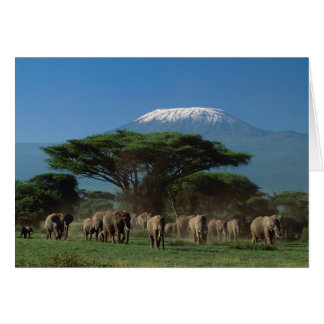 Elphants of Mt.Kilimanjaro