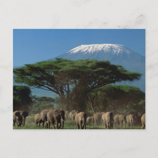 Elphants of Mt. Kilimanjaro Postcard