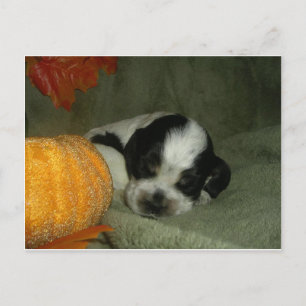 ELVIS , Blue roan &tan american cocker spaniel pup Postcard