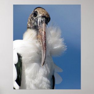 Elvis - Wood Stork Poster
