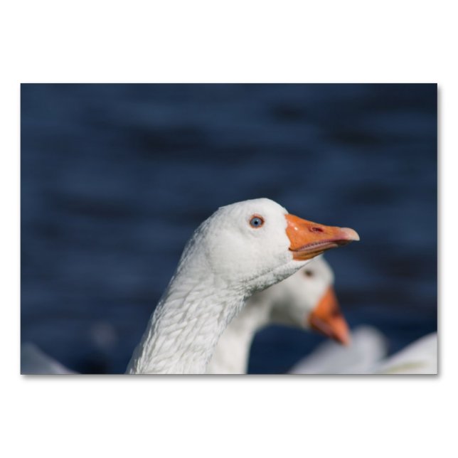 Embden Goose Table Number (Front)