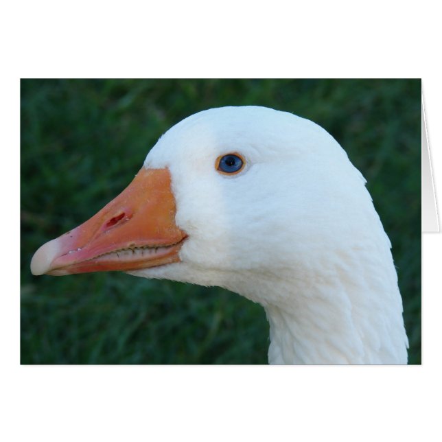 Embeden Goose (Front Horizontal)