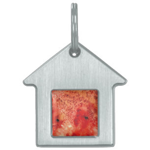 Embers Unfolding Pet ID Tag