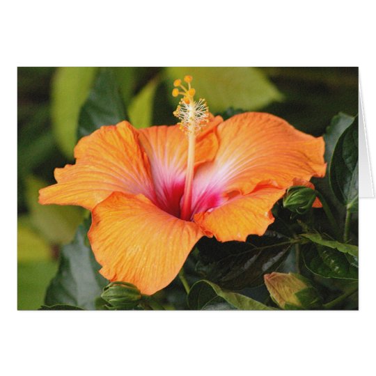 Embossed Coral Hibiscus, Above the Sea Card