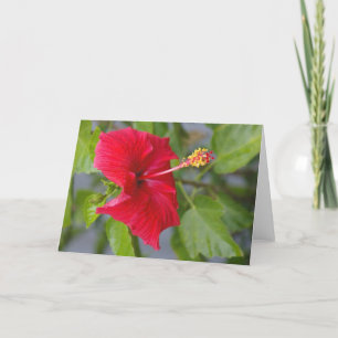 Embossed Red Hibiscus, Louise's Flower Card
