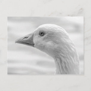 Emden Goose B&W, Roath Park Lake, Cardiff, Wales. Postcard