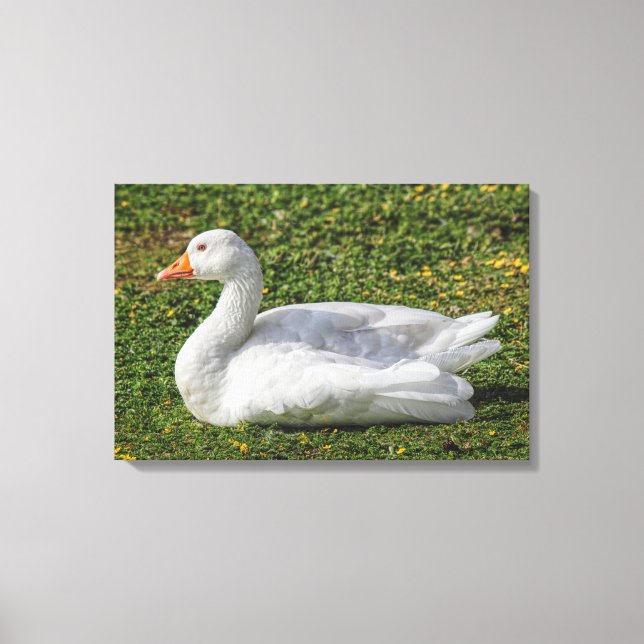 Emden Goose, Roath Park Lake, Cardiff, Wales. Canvas Print (Front)