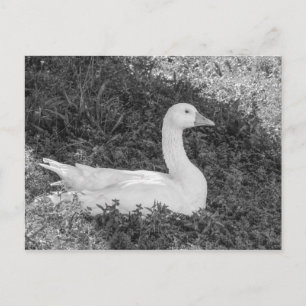 Emden Goose Sitting in the Shade B&W Postcard