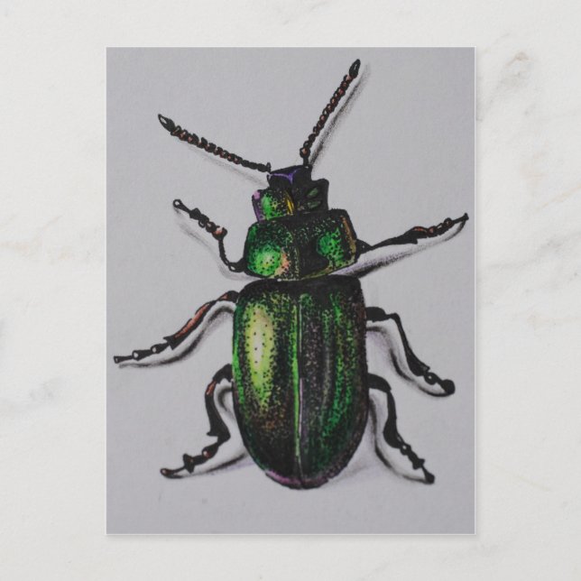 Emerald Beetle Products Postcard (Front)