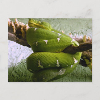Emerald Boa Postcard