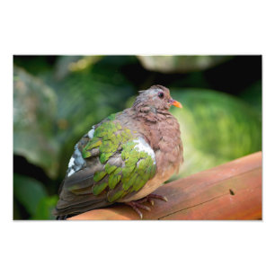 Emerald Dove Profile and Perch Photo Print