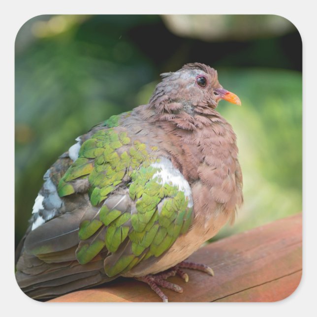 Emerald Dove Profile and Perch Square Sticker (Front)