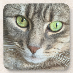 Emerald Eyes – Portrait of a Green-Eyed Cat Coaster