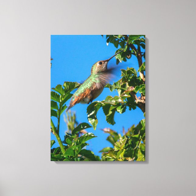 Emerald Flash: Hummingbird in Motion Canvas Print (Front)