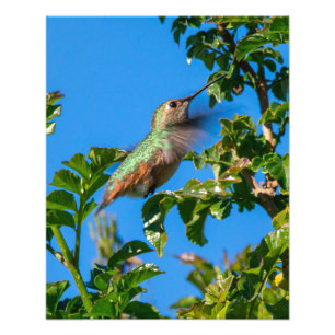 Emerald Flash: Hummingbird in Motion Photo Print