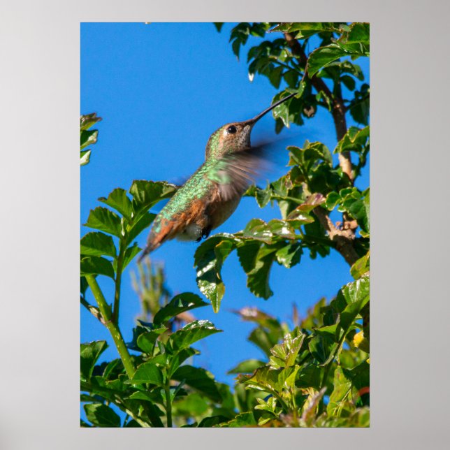 Emerald Flash: Hummingbird in Motion Poster (Front)