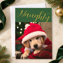 Emerald Green Gold Christmas Naughty Pet Photo