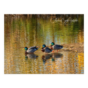 Emerald in Water Photo Print
