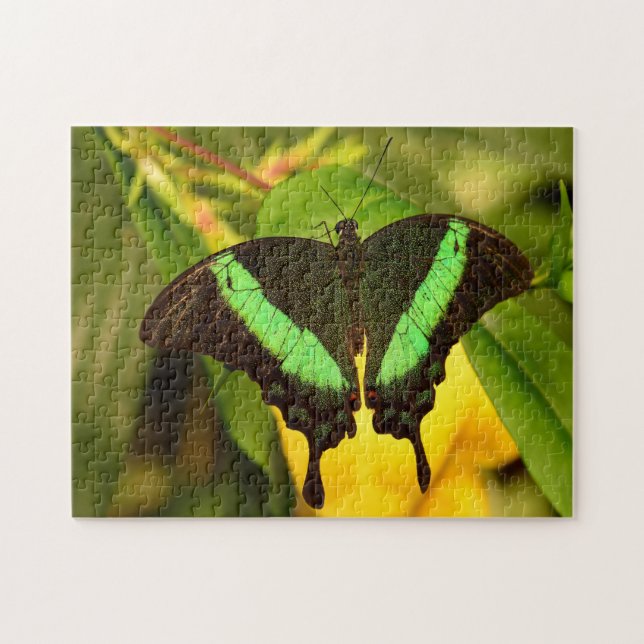 Emerald Swallowtail Butterfly. Jigsaw Puzzle (Horizontal)