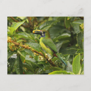 Emerald Toucanet Postcard