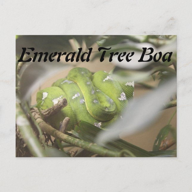 Emerald Tree Boa # 1 Postcard (Front)