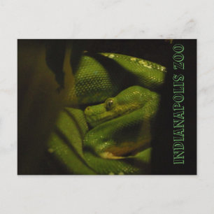 Emerald Tree Boa Indy Zoo Photo Postcard