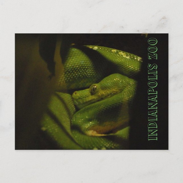 Emerald Tree Boa Indy Zoo Photo Postcard (Front)