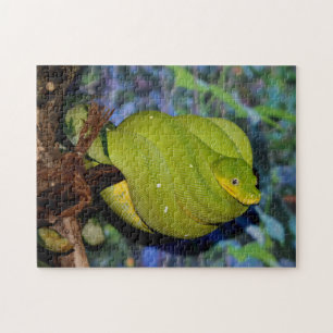 Emerald Tree Boa Snake Jigsaw Puzzle