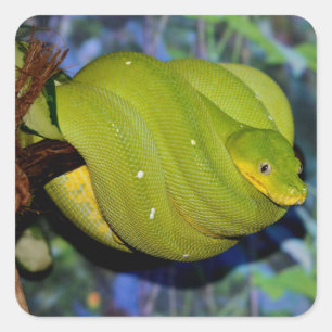 Emerald Tree Boa Snake Square Sticker