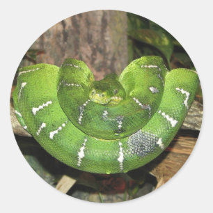 Emerald Tree Boa Snake Sticker
