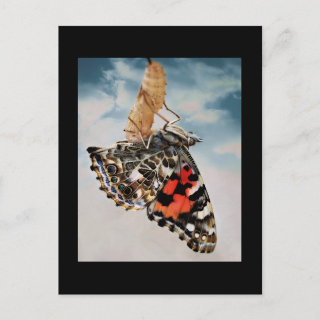 Emergence Postcard (Front)