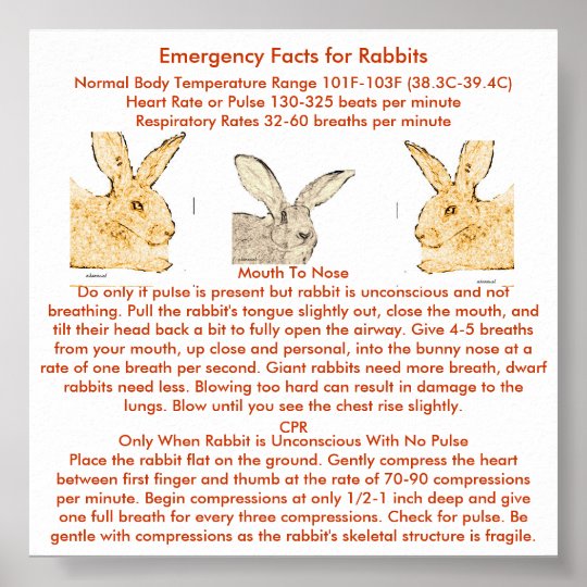 Emergency Facts for Flemish Giant Rabbits Poster Zazzle.co.uk