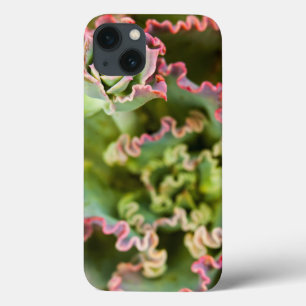 Emerging bud of an Echeveria Plant iPhone 13 Case