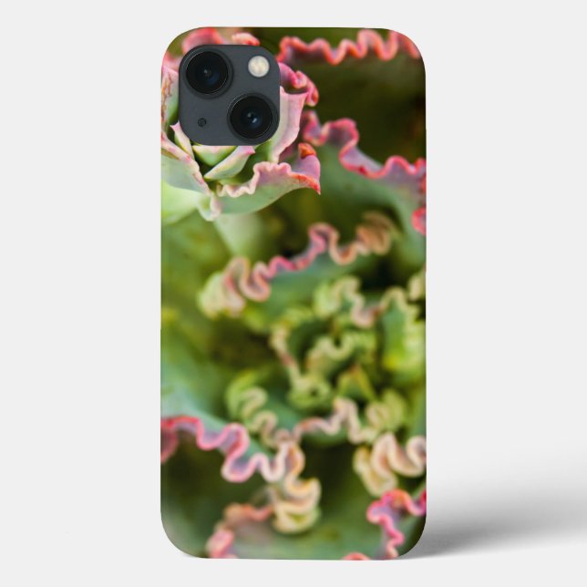 Emerging bud of an Echeveria Plant Case-Mate iPhone Case (Back)