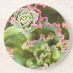 Emerging bud of an Echeveria Plant Coaster