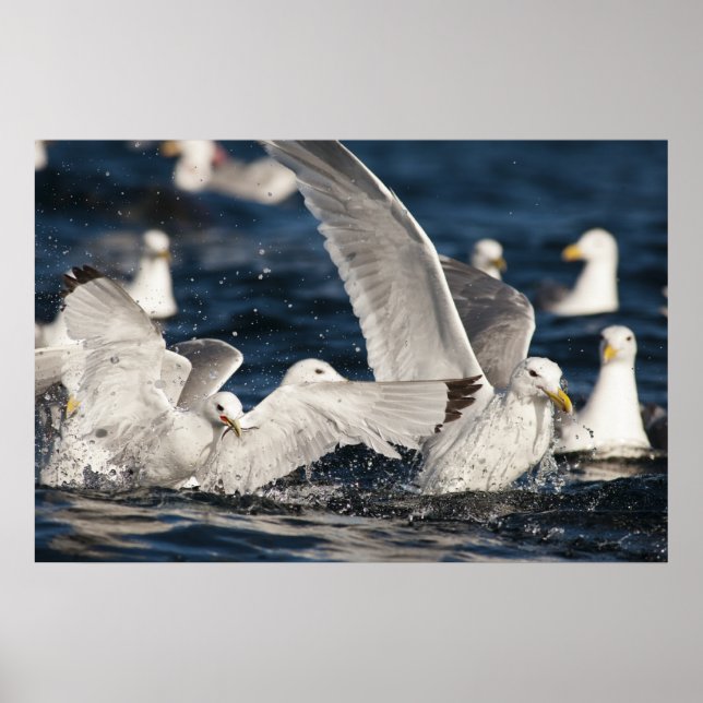 Emerging Gulls Poster (Front)