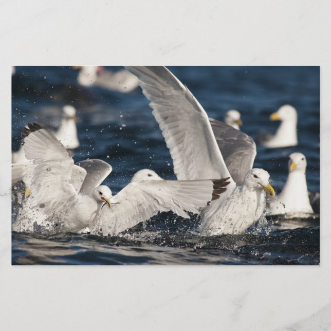 Emerging Gulls Stationery (Front)