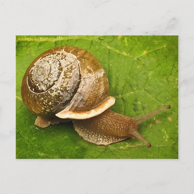 Emerging Snail Postcard (Front)