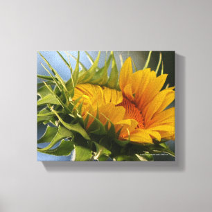 Emerging Sunflower Canvas Print