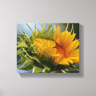 Emerging Sunflower Canvas Print