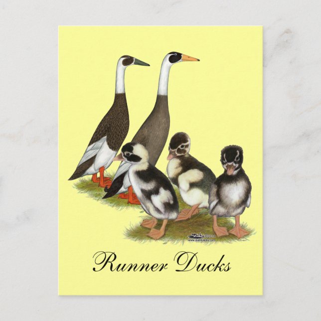 Emery Penciled Runner Duck Family Postcard (Front)