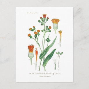 Emilia sagittata postcard