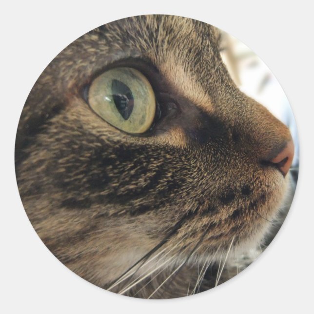 Emma Close-Up Cat Photo Stickers (Front)
