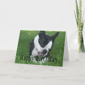 Emma the Boston Terrier enjoying a stick Card