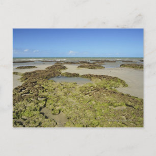 Emmagen Beach, Daintree National Park (UNESCO 4 Postcard