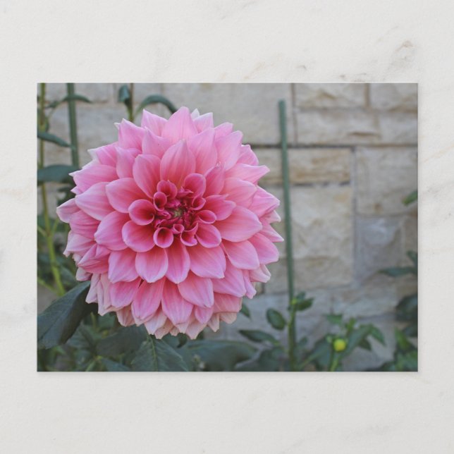 Emory Paul Dinnerplate Dahlia Flower Postcard (Front)