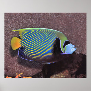 Emperor Angelfish II Poster