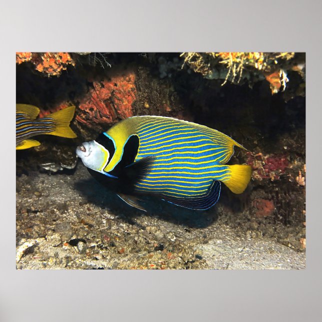Emperor Angelfish of Raja Ampat Poster (Front)